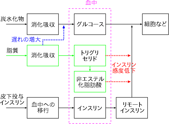 炭水化物と脂質を含む食事を考慮に入れた糖代謝モデルの概要