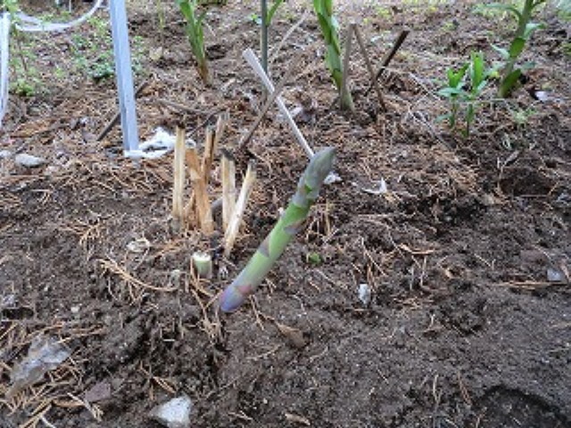 img0004.jpg