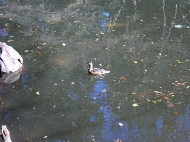 img0060.jpg