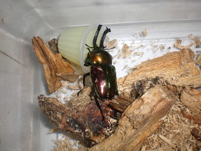 img0013.jpg
