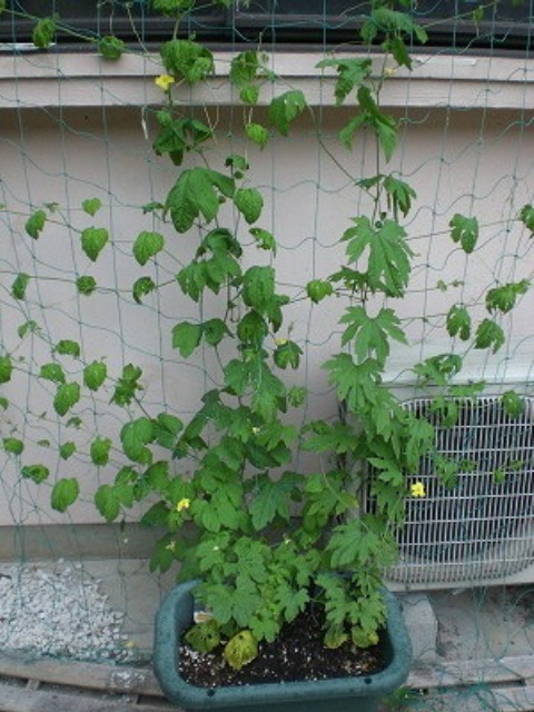 img0006.jpg