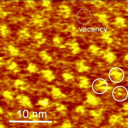 AFM images of bR