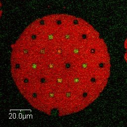 fluorescent image of artificial cell