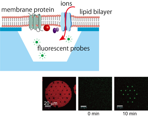 Artificial Cell