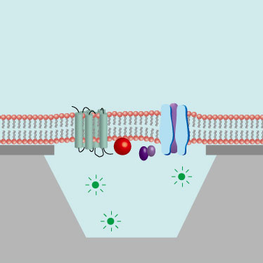 artificial cell